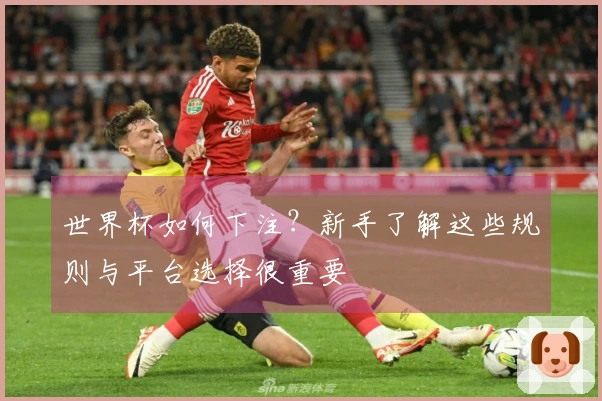 世界杯如何下注？新手了解这些规则与平台选择很重要